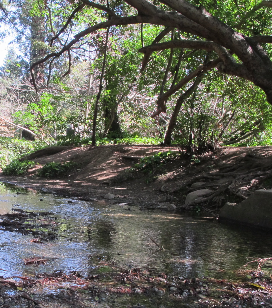 Creek in Los Altos