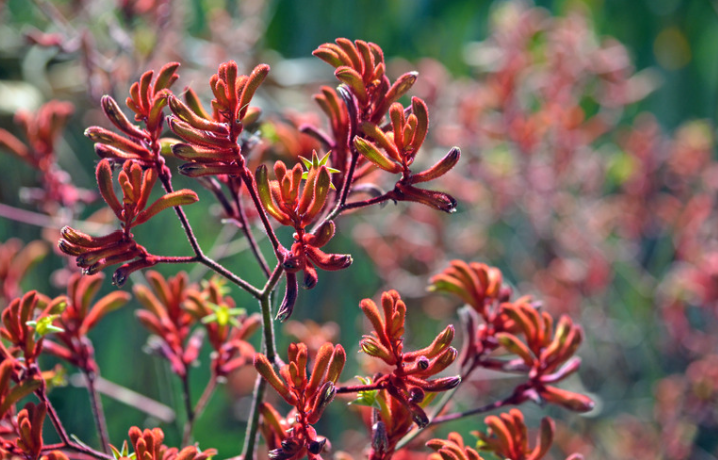 Remove Turf and Use Native Plants